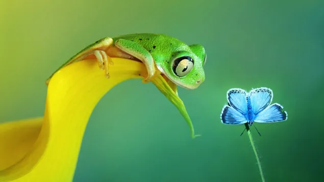 Katak hijau bermain dengan kupu-kupu biru di daun kuning unduhan