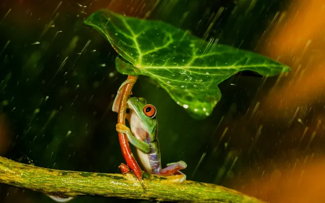 Grüner Froschschutz vor Regen mit Blatt HD Hintergrundbild