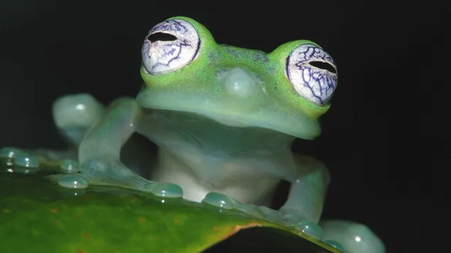 Зелена жаба завантажити