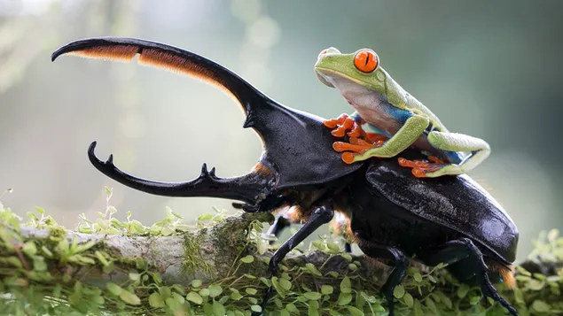 Green frog with red eyes on grass with stag beetle