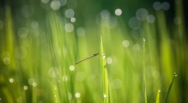 Groen gras, bokeh download