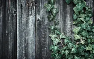 Piante a foglia verde appoggiate su legno, albero, cartone HD sfondo
