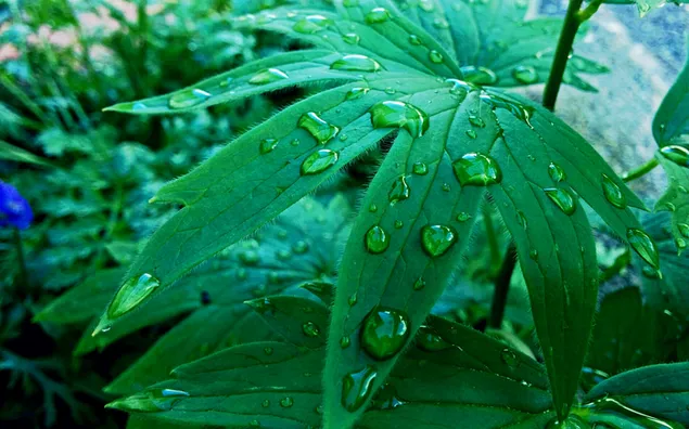 Rintik hujan daun hijau