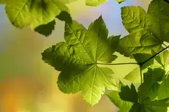 Folha verde 4K papel de parede