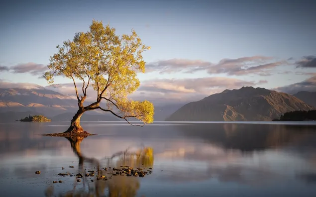 Green Leafed tree surrounded by water and mountains background HD ...