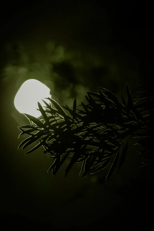 vihrea luontometsa ja kuu lataa