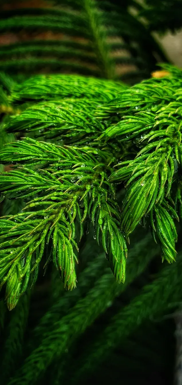 Grüne Kiefernblätter und Wassertau HD Hintergrundbild