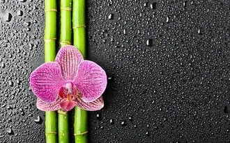 Tapeta Zelená rostlina a růžová orchidej na kapkách deště na černém pozadí 4K