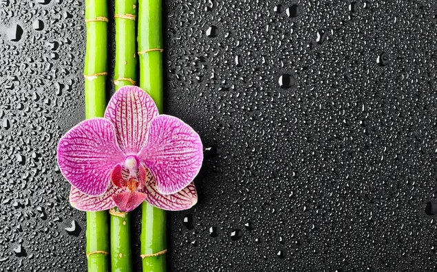 Green plant and pink orchid on raindrops on black background