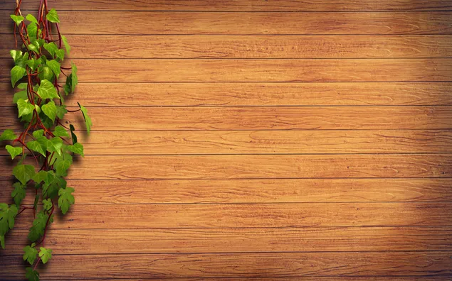 Planta verde en la pared de madera marrón HD fondo de pantalla