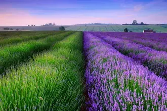  Green Purple Lavenders HD wallpaper