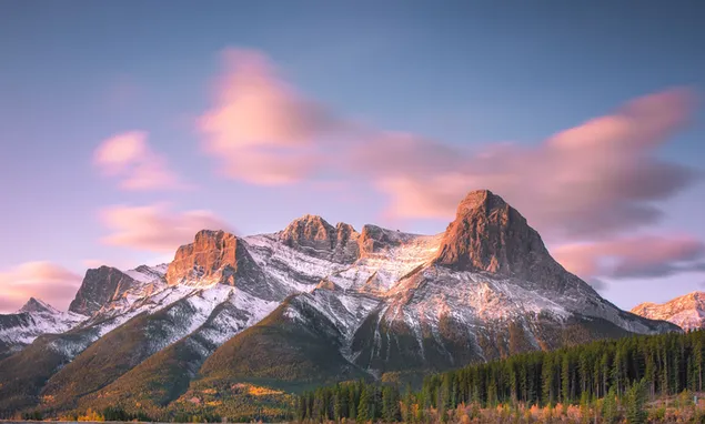 Pemë pyjore të holla jeshile dhe majat me dëborë që duket se prekin qiellin rozë me re 2K sfond