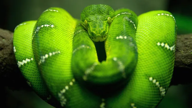 Green Snake download