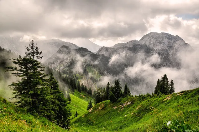 Árboles verdes y montañas en la niebla. 4K fondo de pantalla