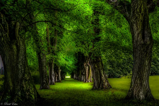 árboles verdes en el parque HD fondo de pantalla