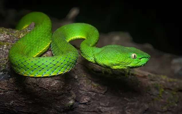 Grüne Viper - Wildtiere 4K Hintergrundbild