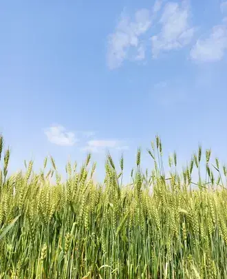 green wheat on a field and blue sky download