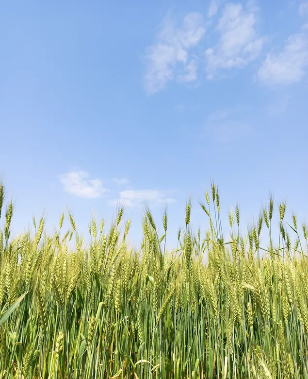 Lúa mì xanh trên cánh đồng và bầu trời xanh