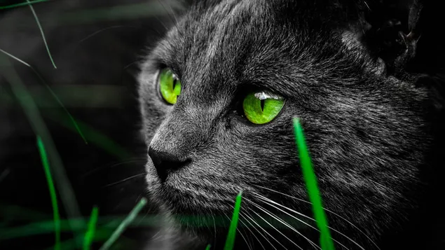 灰色の猫の怖い緑の目 ダウンロード
