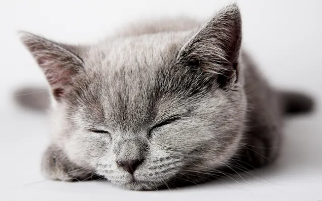 Schlafende graue Katze herunterladen