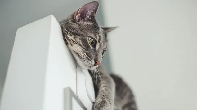 szary kot wiszacy na gorze drzwi pobierz