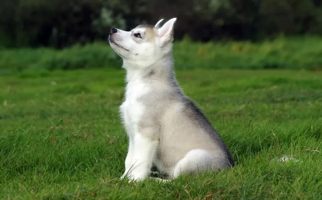 Grijze Siberische husky pup