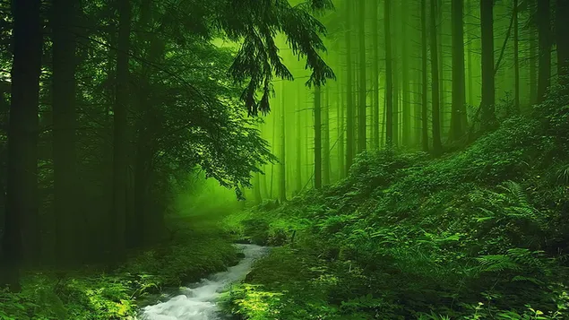 Groen mistig bos