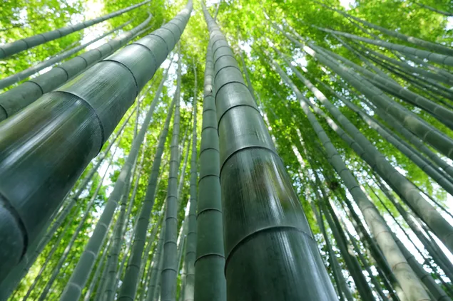 Groene Bamboe
