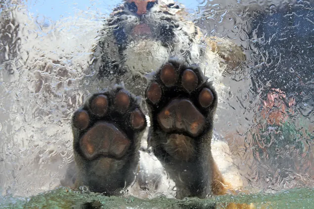 Große Tatze eines Tigers, der in einem gefrorenen Wasser steht
