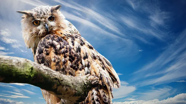 Grote gehoornde uil download