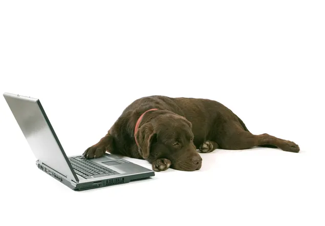 Grote labrador hond die op een laptop werkt