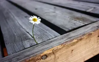 Flor de margarida crescente dentro de madeira velha 2K papel de parede