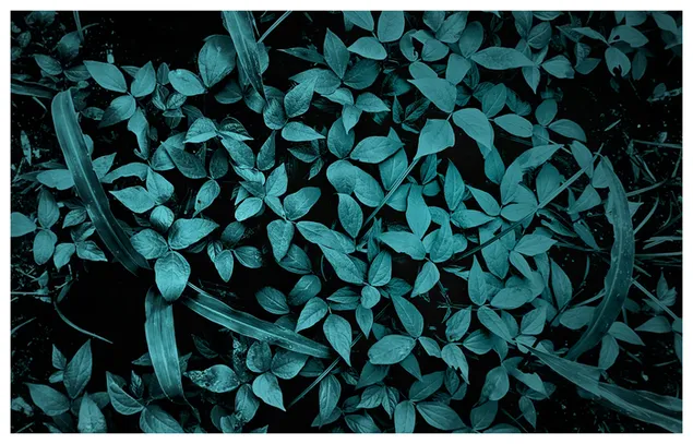Growing Plants 4K wallpaper download Growing Plants 4K wallpaper download
