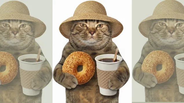 Gato gruñón con sombrero, donut y café 4K fondo de pantalla