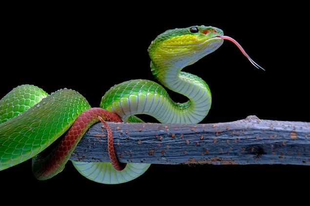 Grüne, rote, weiße Schlange auf Ast vor schwarzem Hintergrund