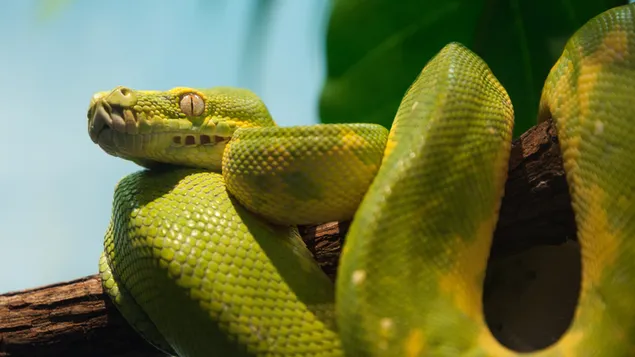 Grüner Python, die Pythonidae