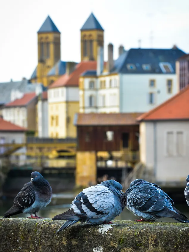 Grupo de palomas en la ciudad de Metz, Francia
