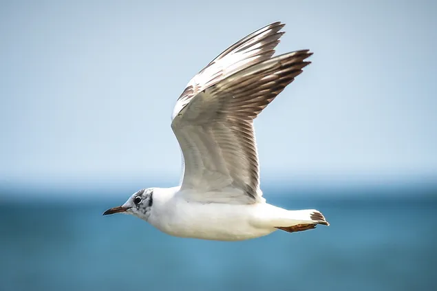 galeb leti iznad mora preuzmi