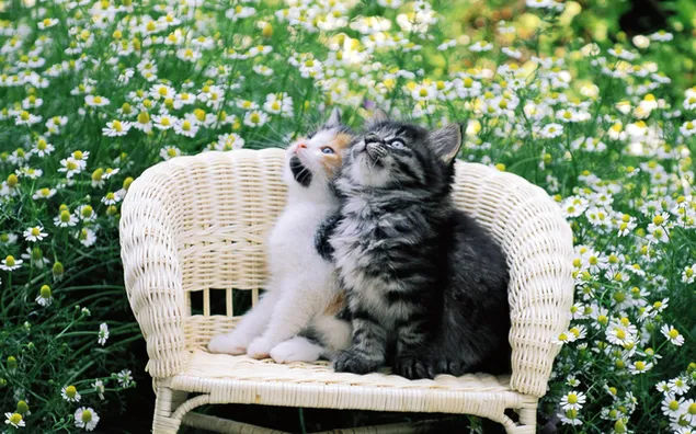 Hai chú mèo con dễ thương