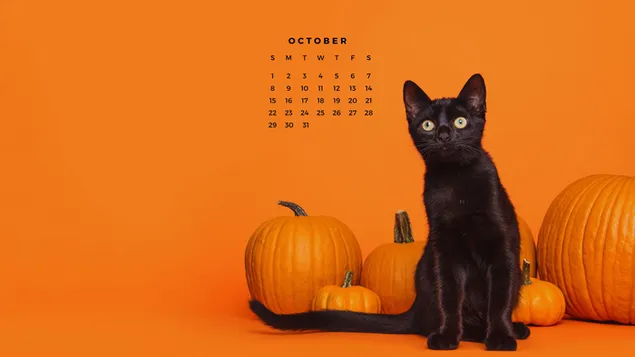 halloween - sort kat og graeskar, orange, oktober 2023-kalender download