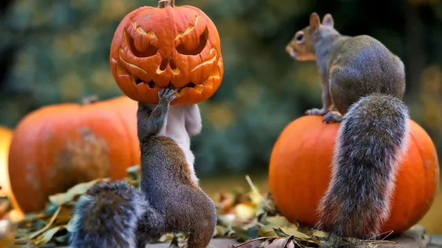 Halloween squirrel