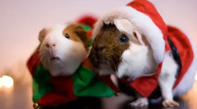 Шпалери Хом'як з одягом Санти 2K