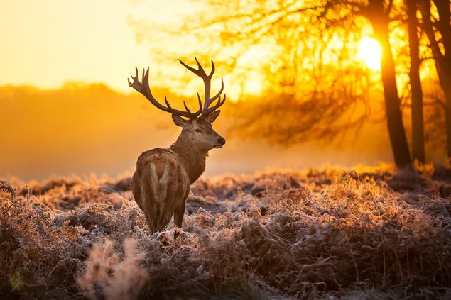 寒い日の森の中で太陽から始まる鹿の生活