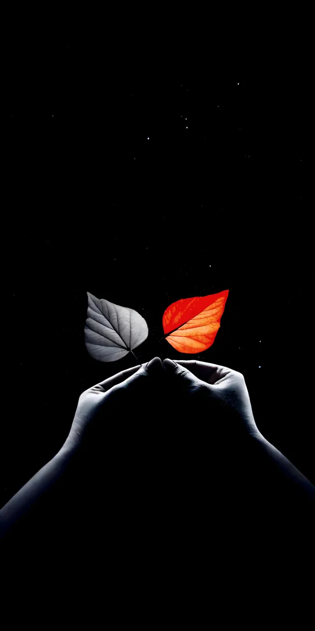 ידיים אוחזות בשני עלים מנוגדים, אחד לבן ואדום לוהט, המסמלים איזון ודואליות 2K טפט