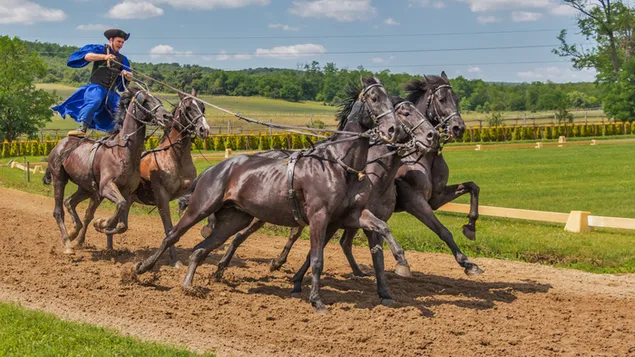 ハンガリーの馬術競技会で5頭の馬に乗る