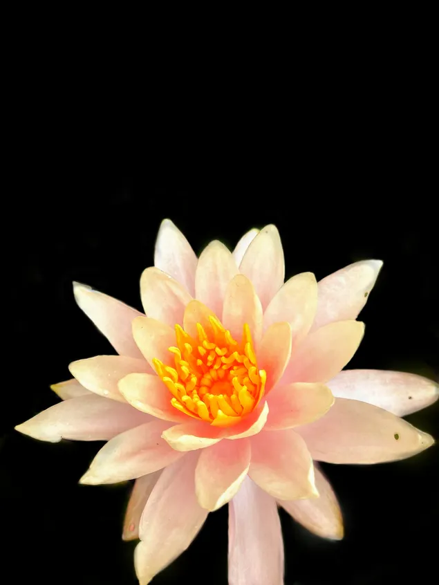 تشع السعادة مثل عطر الزهرة وتجذب كل الأشياء الجيدة نحوك 2K خلفية