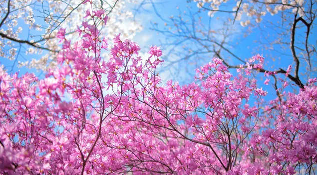 Fröhlichen Frühling 4K Hintergrundbild