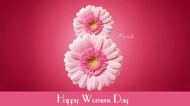 Der glückliche Frauentag (8. März) mit einem rosa Gänseblümchen