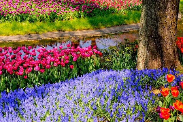  Harmony of flowers and colors