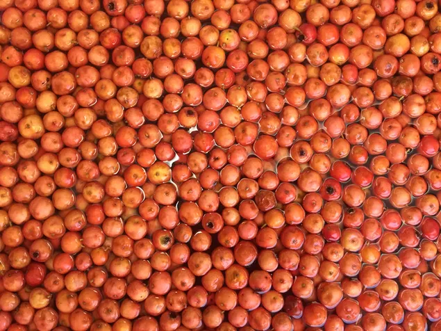 ลายต้นฮอว์ธอร์นในน้ำ 2K วอลเปเปอร์